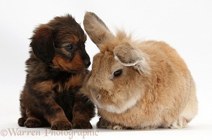 Daxiedoodle pup and rabbit