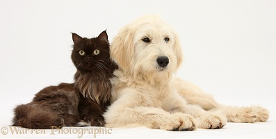 Goldendoodle and chocolate cat