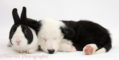 Seeping Border Collie pup and rabbit