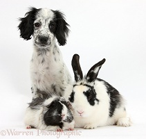 Black-and-white puppy with rabbit and Guinea pig