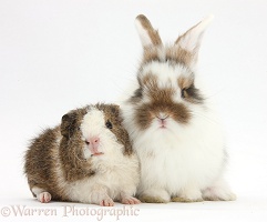 Young rabbit and frizzy Guinea pig