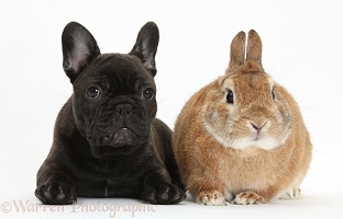 French Bulldog pup and rabbit