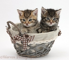 Cute tabby kittens in a wicker basket