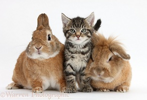 Cute tabby kitten with rabbits