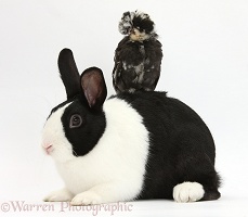 Polish chicken chick and black-and-white Dutch rabbit