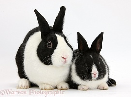 Dutch rabbit and black-and-white baby bunny