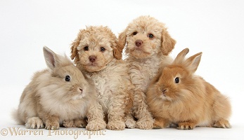 Toy Labradoodles and fluffy bunnies