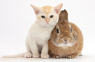 Burmese kitten and rabbit