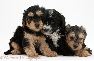 Three Yorkipoo pups, 7 weeks old