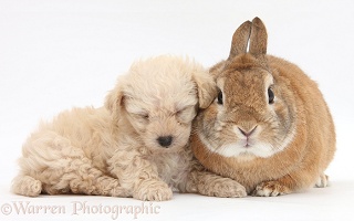 Cute sleepy Bichon x Yorkie pup sleeping on a rabbit