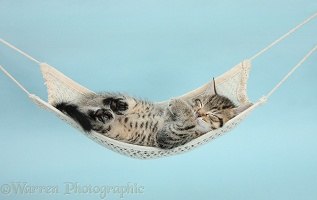 Cute tabby kitten asleep in a hammock