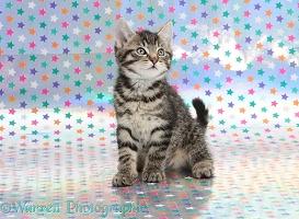 Cute tabby kitten, sitting on starry background