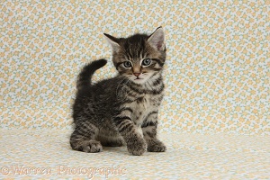 Cute tabby kitten on flowery background