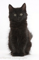 Fluffy black kitten, 9 weeks old, sitting