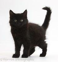 Fluffy black kitten, 9 weeks old, standing with tail erect