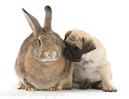 Fawn Pug pup, 8 weeks old, and agouti rabbit