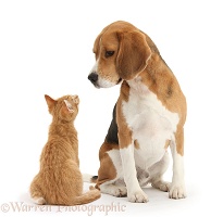 Beagle with ginger kitten
