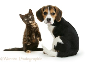 Beagle pup and playful chocolate-tortoiseshell kitten
