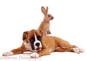 Boxer puppy with standing rabbit