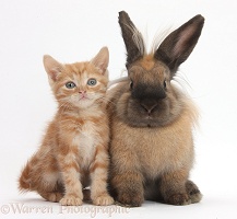 Ginger kitten and Lionhead-cross rabbit