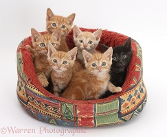 One black and five ginger kittens in a soft cat bed