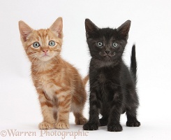 Ginger kitten and black kitten, 5 weeks old, standing