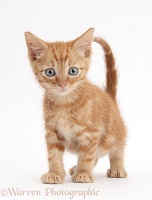 Ginger kitten, 5 weeks old, standing