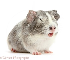Silver-and-white Guinea pig squeaking