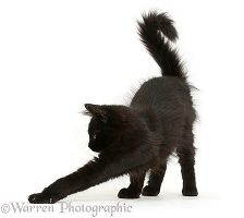 Fluffy black kitten, 12 weeks old, stretching