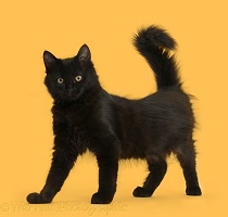 Fluffy black kitten, 12 weeks old, standing