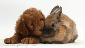 Red F1b Goldendoodle puppy and rabbit
