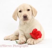 Yellow Labrador Retriever pup lying with a red rose