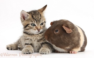 Cute tabby kitten and Guinea pig