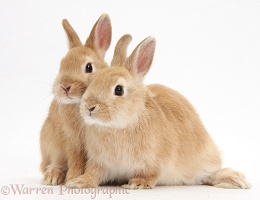 Sandy Netherland Dwarf bunnies