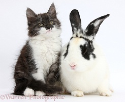 Fluffy silver-and-white kitten and rabbit