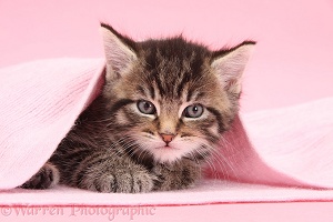 Cute tabby kitten, 6 weeks old, under a pink scarf