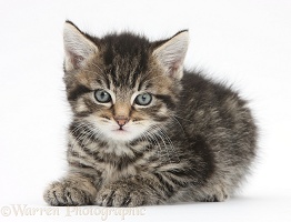 Cute tabby kitten, 6 weeks old