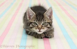 Cute tabby kitten, crouching on stripy background