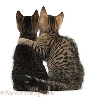 Tabby kittens sitting together arm-in-arm