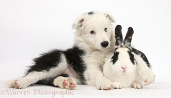 Black-and-white Border Collie pup and rabbit
