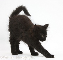 Fluffy black kitten, 9 weeks old, stretching