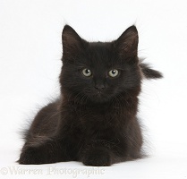 Fluffy black kitten, 9 weeks old, lying with head up