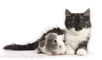 Fluffy silver-and-white kitten and Guinea pig