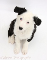 Black-and-white Border Collie puppy sitting looking up
