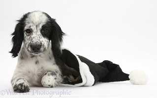 Black-and-white puppy in a Santa hat