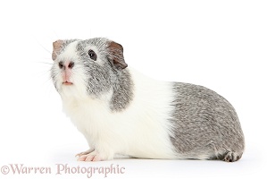 Silver-and-white Guinea pig