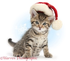 Cute tabby kitten wearing a Santa hat