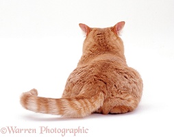 Ginger cat, back view