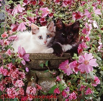 Kittens on empty bird bath among flowers