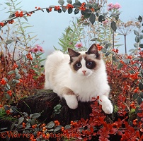 Cat among autumn plants